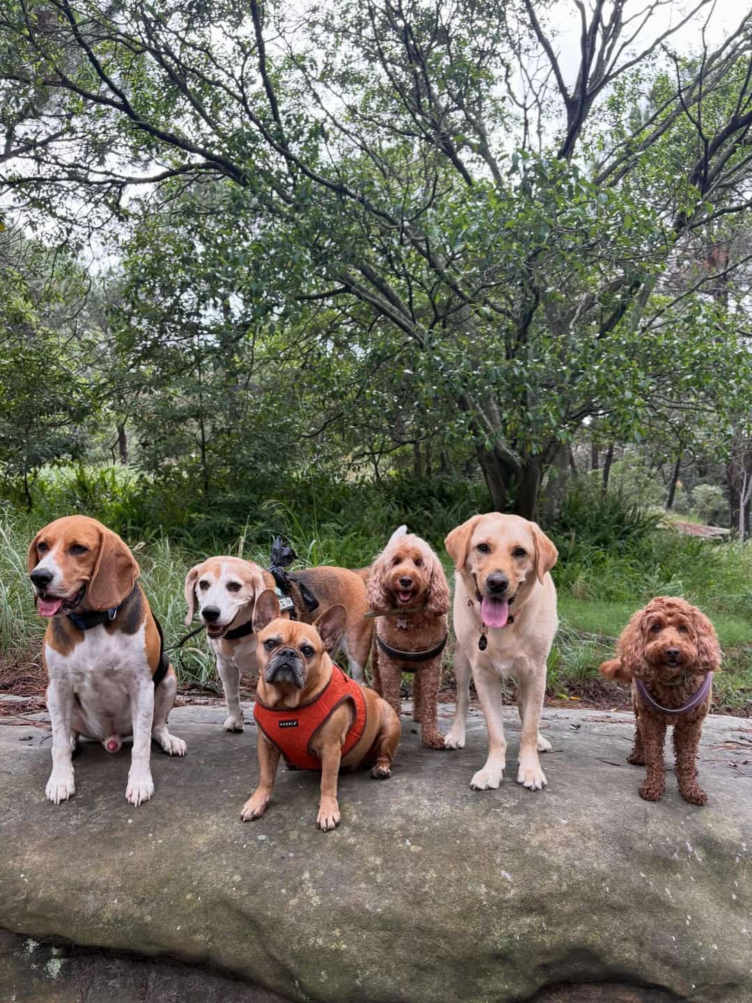 A small group of happy dogs together on a sandstone rock in the park