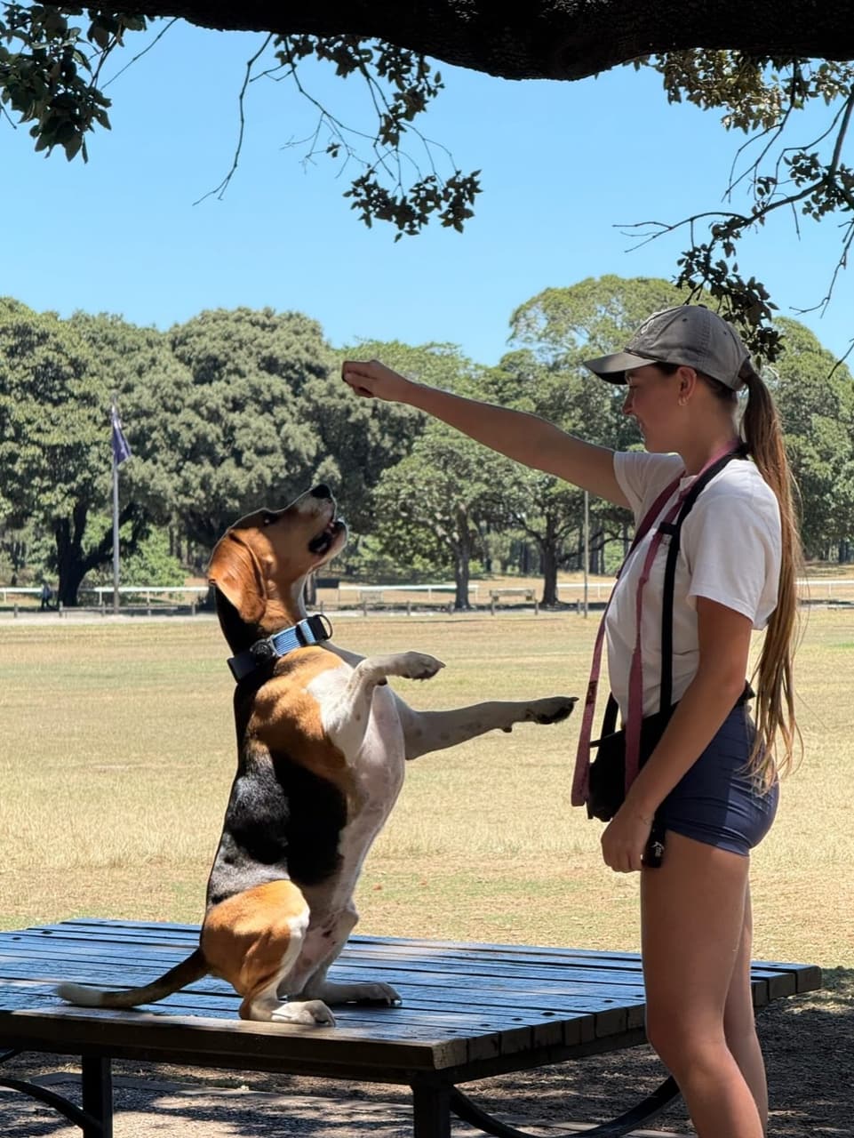 Liv doing a bit of training with her beagle in the park