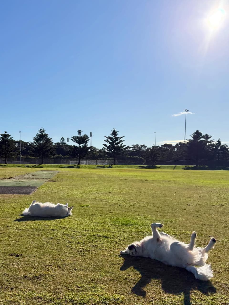 Two dogs soaking up the sun on the grass
